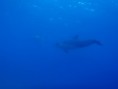 /album/israel-dolphin-reef/pb010302-jpg/